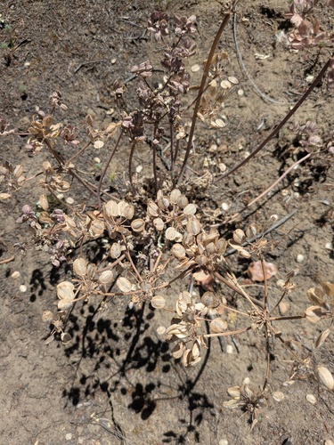 Lomatium dasycarpum, photograph 5