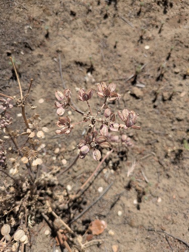 Lomatium dasycarpum, photograph 6