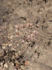 Lomatium dasycarpum, photograph (c) jayjt, some rights reserved (CC BY)