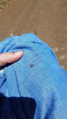 Amblyomma triguttatum