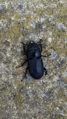 Lesser Stag Beetle