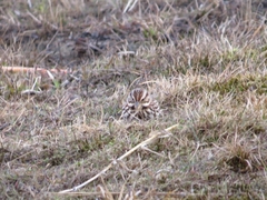 Melospiza melodia image