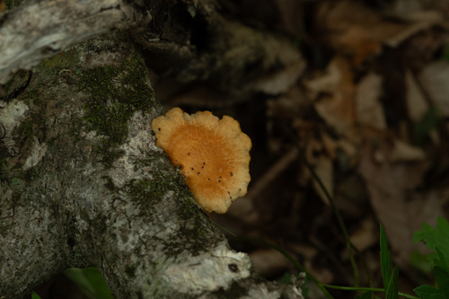 hexagonal-pored polypore