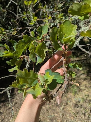 Quercus × jolonensis, photograph 5