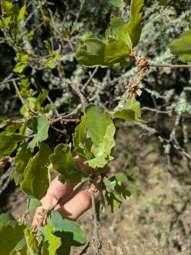 Quercus × jolonensis, photograph 6
