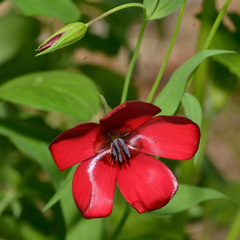 Linum grandiflorum