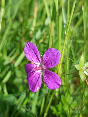 Marsh Crane's-bill