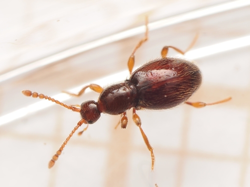 Scydmaenus, 2026-06-05