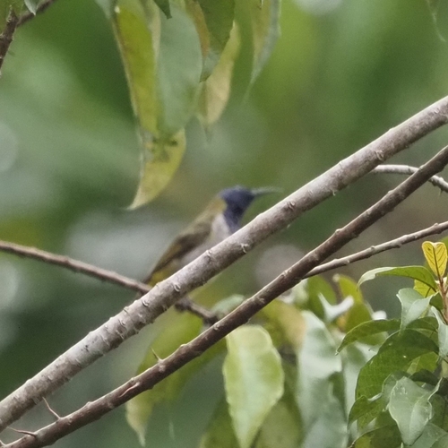 Reichenbach's Sunbird
