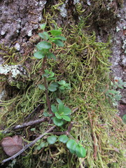 Peperomia tetraphylla