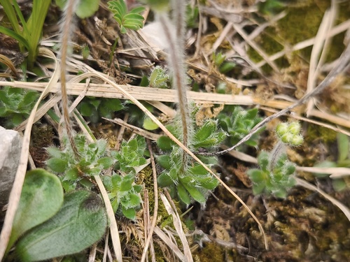 Androsace chamaejasme, photograph 5