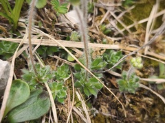 arthur_haendler, CC BY, iNaturalist via GBIF Androsace chamaejasme, photograph arthur_haendler, CC BY, iNaturalist via GBIF