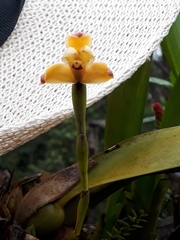Maxillaria porrecta
