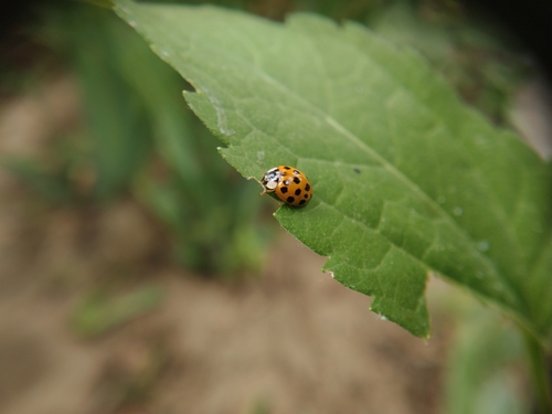 Asian Lady Beetle