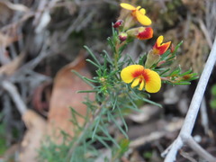 Dillwynia glaberrima, photograph (c) Elspeth Swan, some rights reserved (CC BY)