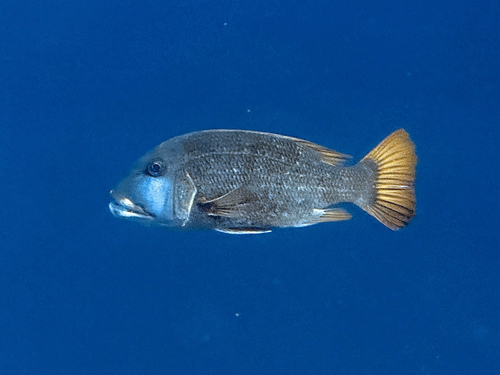 Orange-finned emperor (Lethrinus erythracanthus) — Lethrinidae — 2