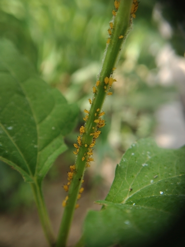 Oleander Aphid