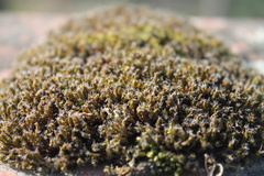 Bryopsida