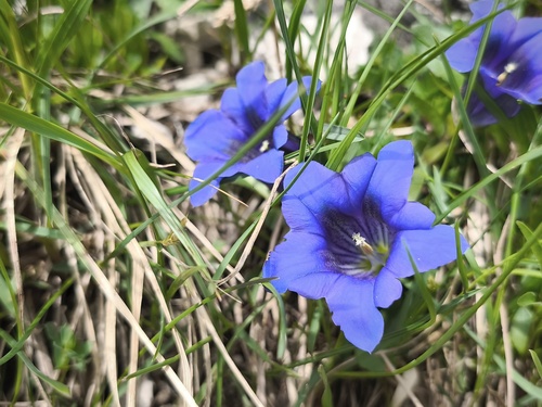 Gentiana clusii (Gentiana clusii)