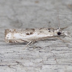 Microcrambus kimballi