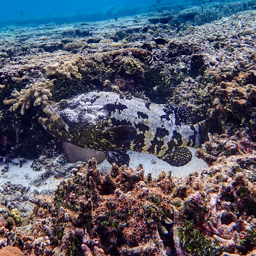 Brown-marbled grouper