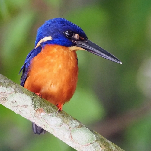 Shining-blue Kingfisher