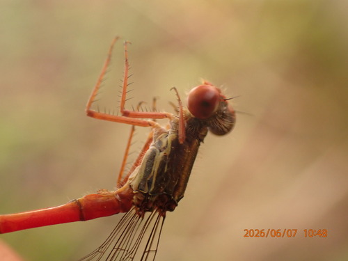Small Red Damselfly