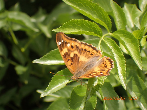 Lesser Purple Emperor