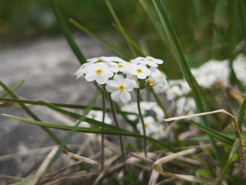 Androsace chamaejasme, photograph 6