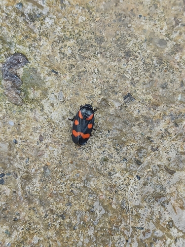 Cercopis