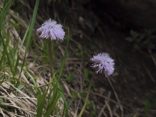 Globularia nudicaulis, photograph 5