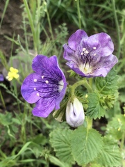 Phacelia grandiflora