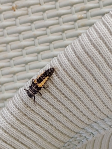 Asian Lady Beetle