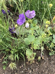 Phacelia grandiflora