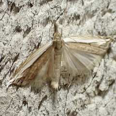 Raphiptera argillaceellus