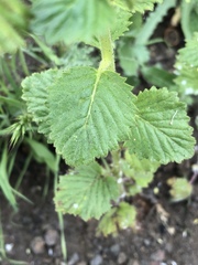 Phacelia grandiflora