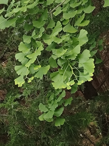 ginkgo