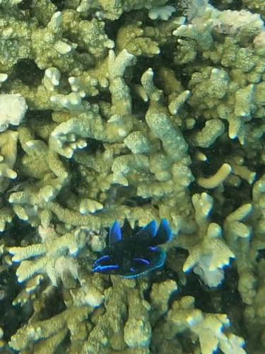 Neoglyphidodon oxyodon observed 2026-06-08