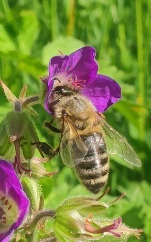 Western Honey Bee