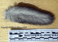 Glaucomys oregonensis