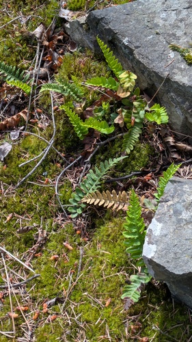 Polypodium hesperium, photograph 6