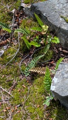 Polypodium hesperium, photograph (c) machaut2, some rights reserved (CC BY)