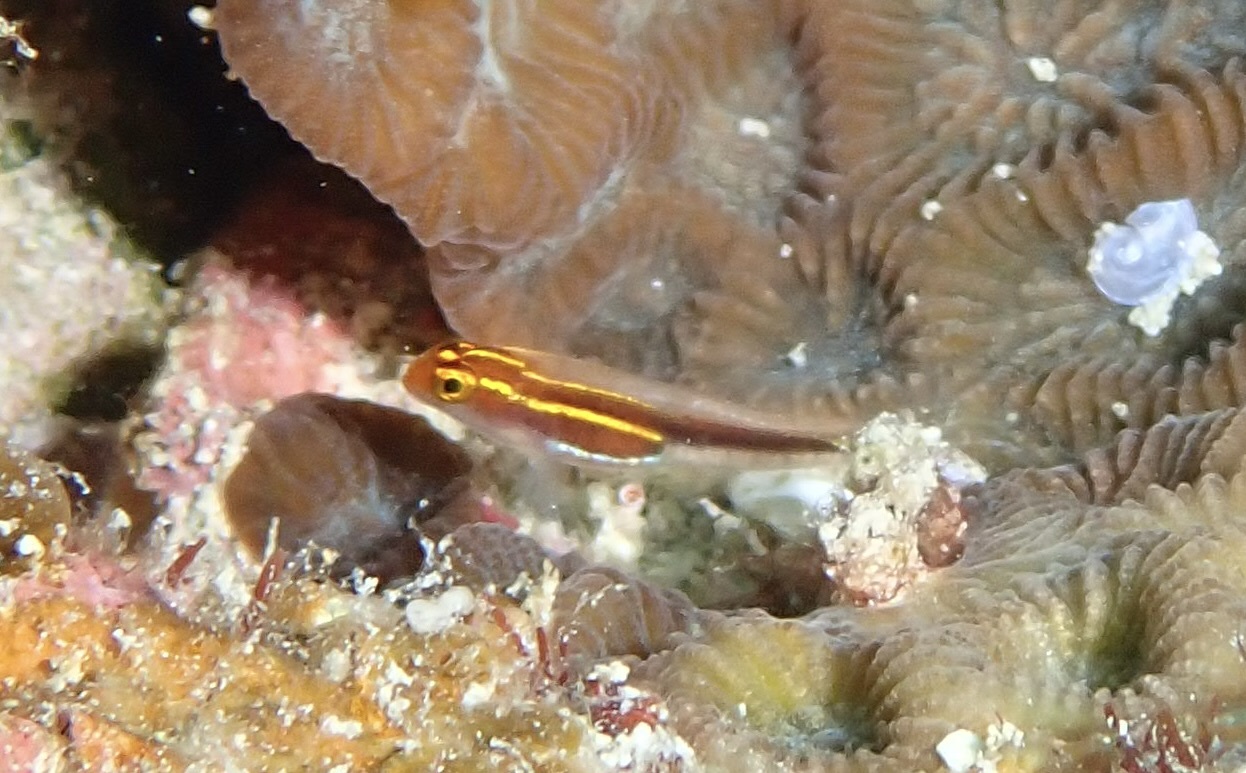Blackspine Dwarfgoby photo 3