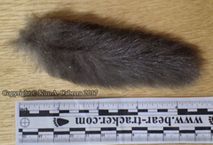 Glaucomys oregonensis