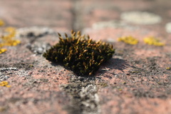 Bryopsida