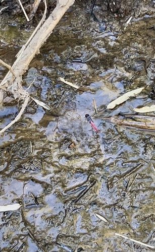 Rosy Skimmer