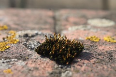 Bryopsida