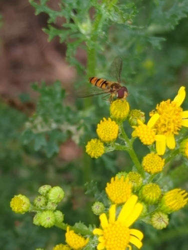 Marmalade Hover Fly