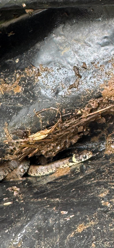Barred Grass Snake