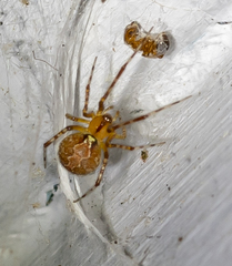 Theridion murarium